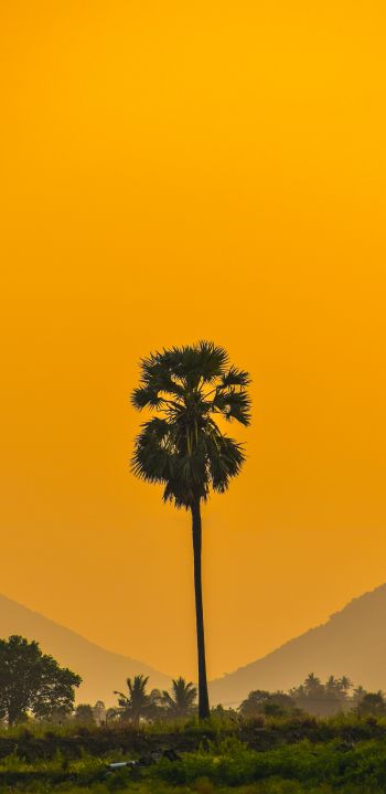 palm trees, sunset Wallpaper 1080x2220