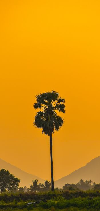 palm trees, sunset Wallpaper 1440x3040