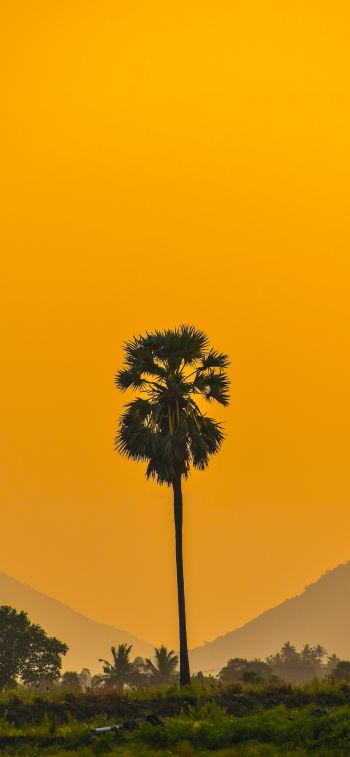 palm trees, sunset Wallpaper 1284x2778