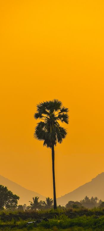 palm trees, sunset Wallpaper 1440x3200