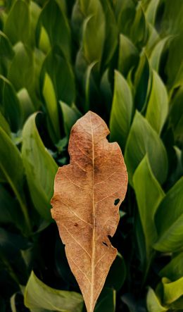 plant, leaves Wallpaper 600x1024