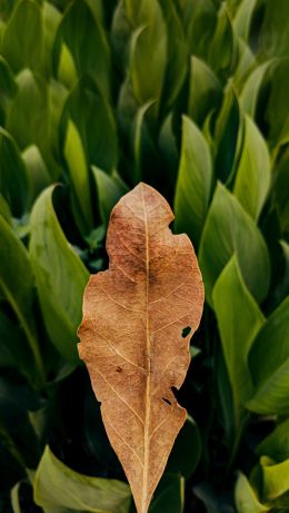 plant, leaves Wallpaper 640x1136