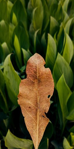 plant, leaves Wallpaper 720x1440