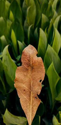 plant, leaves Wallpaper 1440x2960