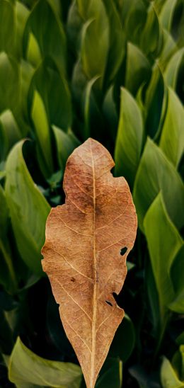 plant, leaves Wallpaper 1080x2280