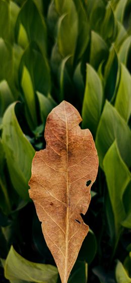 plant, leaves Wallpaper 1170x2532