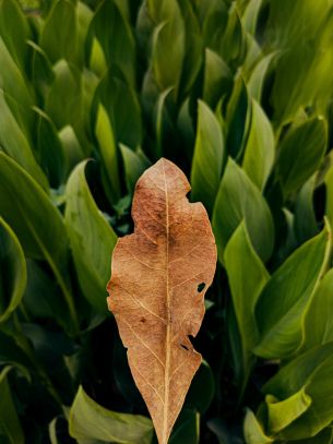 plant, leaves Wallpaper 2984x3984