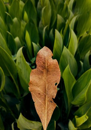 plant, leaves Wallpaper 1668x2388