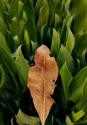 plant, leaves Wallpaper 1640x2360