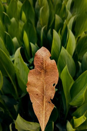 plant, leaves Wallpaper 640x960