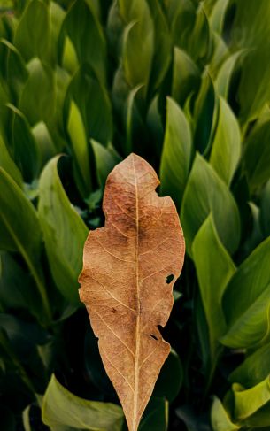 plant, leaves Wallpaper 1752x2800