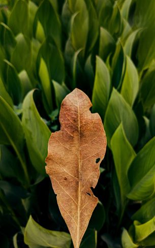 plant, leaves Wallpaper 800x1280