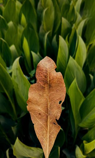 plant, leaves Wallpaper 1200x2000