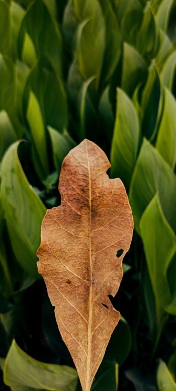 plant, leaves Wallpaper 720x1600