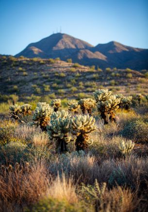 Arizona, USA, cacti Wallpaper 1640x2360