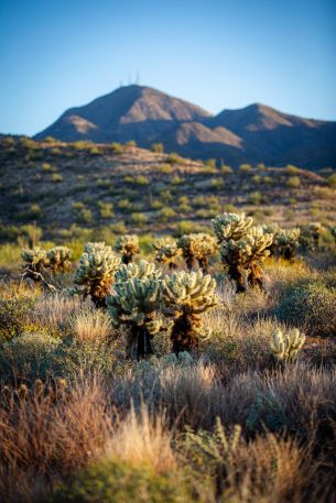 Arizona, USA, cacti Wallpaper 3840x5760