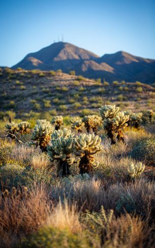 Arizona, USA, cacti Wallpaper 800x1280