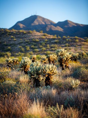 Arizona, USA, cacti Wallpaper 1536x2048