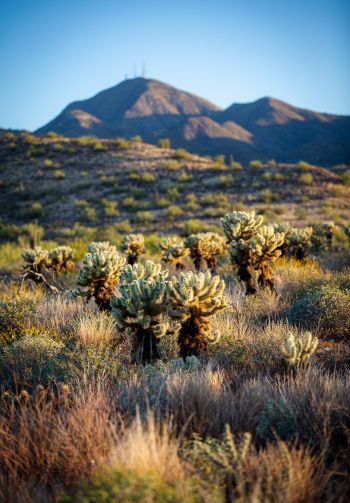 Arizona, USA, cacti Wallpaper 1640x2360