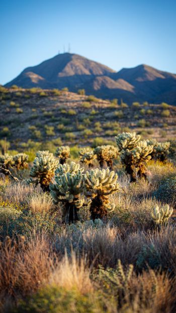 Arizona, USA, cacti Wallpaper 640x1136