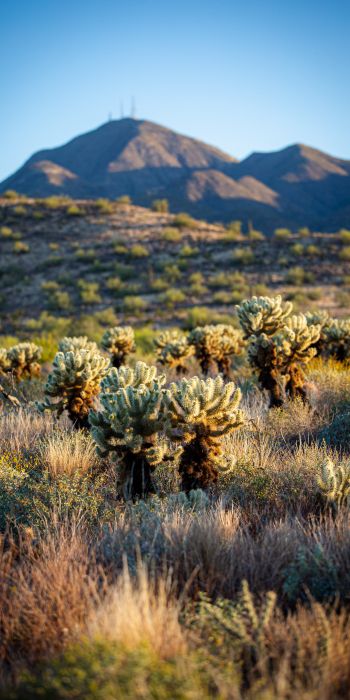 Arizona, USA, cacti Wallpaper 720x1440