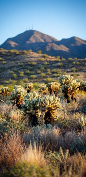 Arizona, USA, cacti Wallpaper 1440x2960