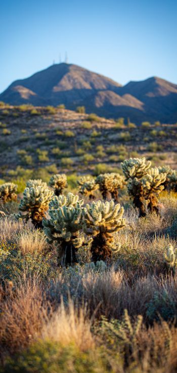 Arizona, USA, cacti Wallpaper 1440x3040
