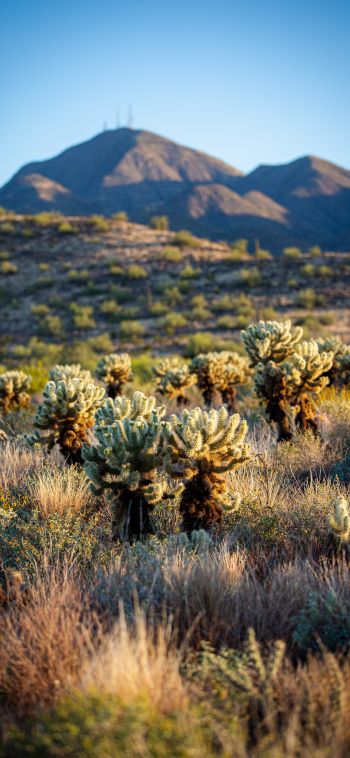 Arizona, USA, cacti Wallpaper 1080x2340
