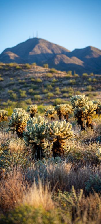 Arizona, USA, cacti Wallpaper 1440x3200