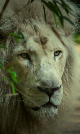 white lion, muzzle, wildlife Wallpaper 1200x2000