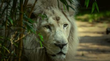 Обои 1600x900 белый лев, морда, дикая природа