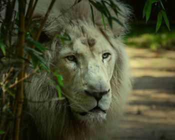 white lion, muzzle, wildlife Wallpaper 1280x1024