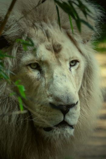 white lion, muzzle, wildlife Wallpaper 640x960