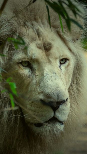 white lion, muzzle, wildlife Wallpaper 640x1136
