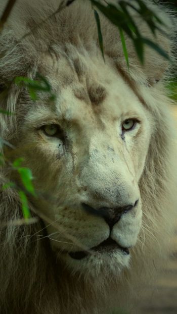 white lion, muzzle, wildlife Wallpaper 1080x1920