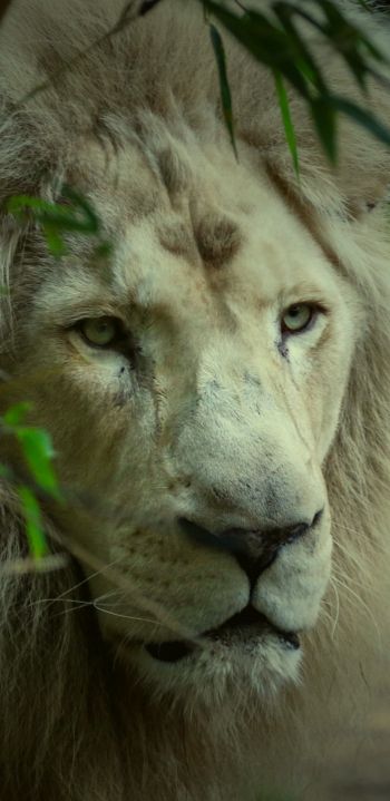 white lion, muzzle, wildlife Wallpaper 1080x2220
