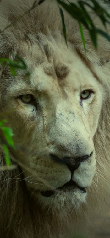 white lion, muzzle, wildlife Wallpaper 1080x2340