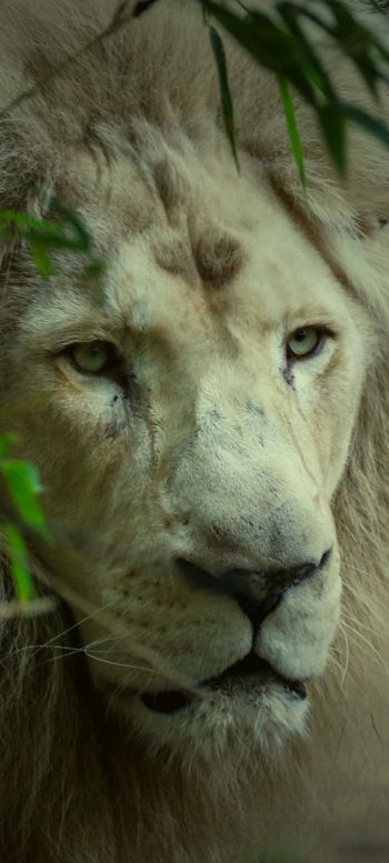 white lion, muzzle, wildlife Wallpaper 1080x2400