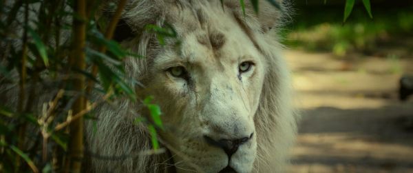 white lion, muzzle, wildlife Wallpaper 3440x1440