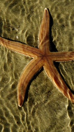 starfish, at the bottom Wallpaper 720x1280