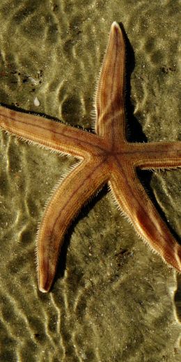 starfish, at the bottom Wallpaper 720x1440