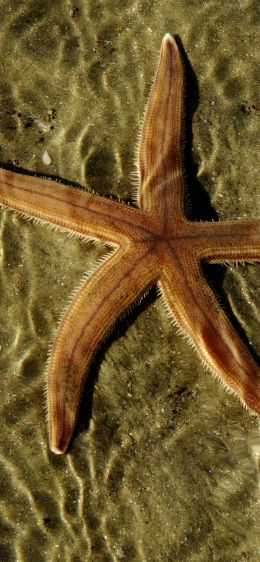 starfish, at the bottom Wallpaper 828x1792