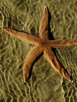 starfish, at the bottom Wallpaper 1668x2224