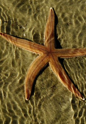 starfish, at the bottom Wallpaper 1668x2388