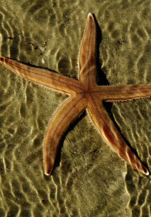 starfish, at the bottom Wallpaper 1640x2360