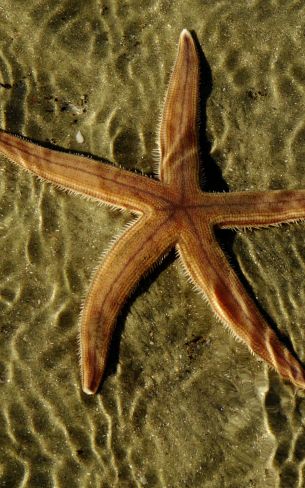 starfish, at the bottom Wallpaper 1200x1920