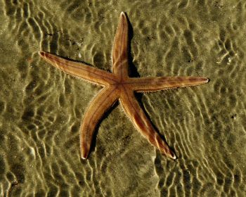 starfish, at the bottom Wallpaper 1280x1024