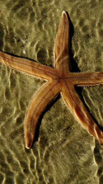 starfish, at the bottom Wallpaper 640x1136