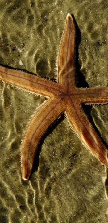 starfish, at the bottom Wallpaper 1080x2220