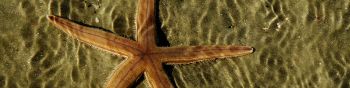 starfish, at the bottom Wallpaper 1590x400